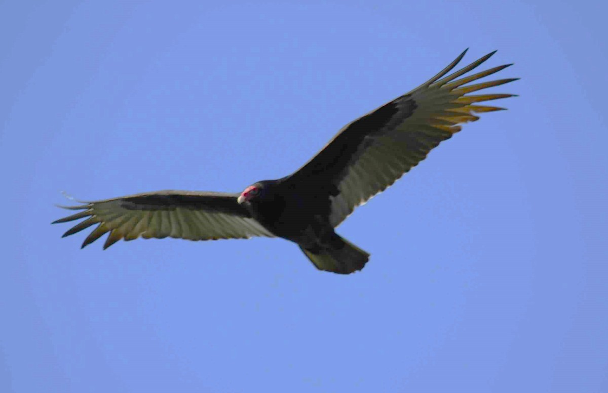 Turkey Vulture - ML621111883