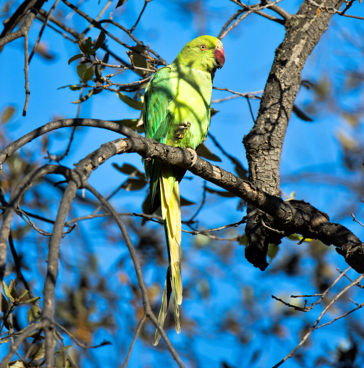 Yeşil Papağan - ML621111901