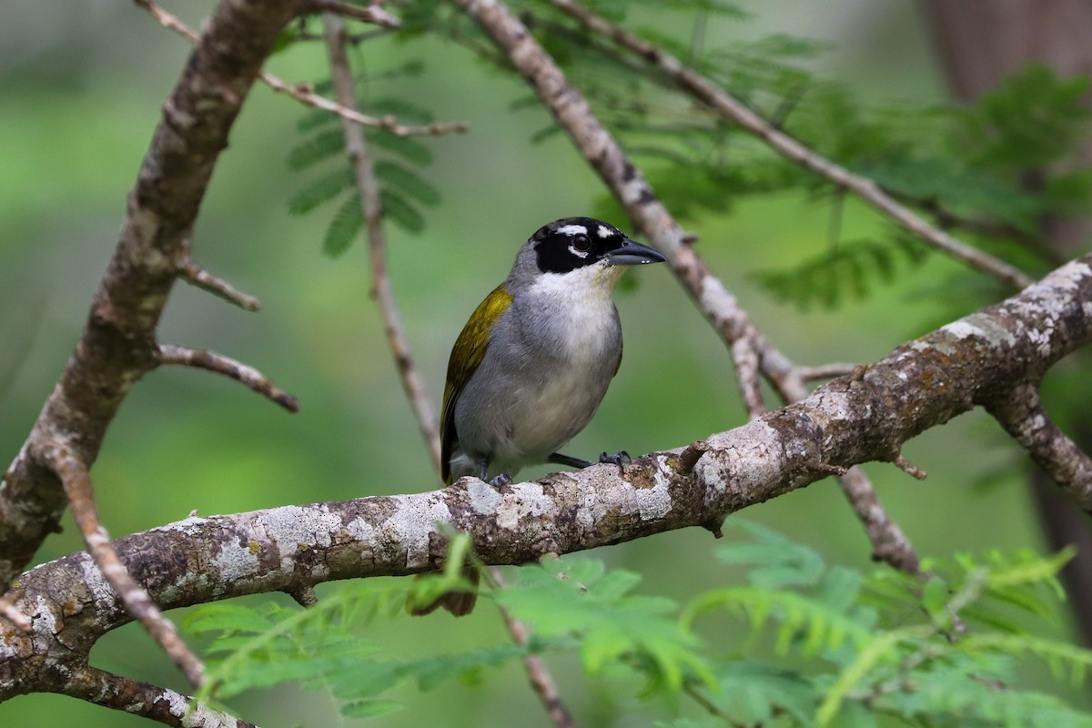 Black-crowned Palm-Tanager - ML621111927