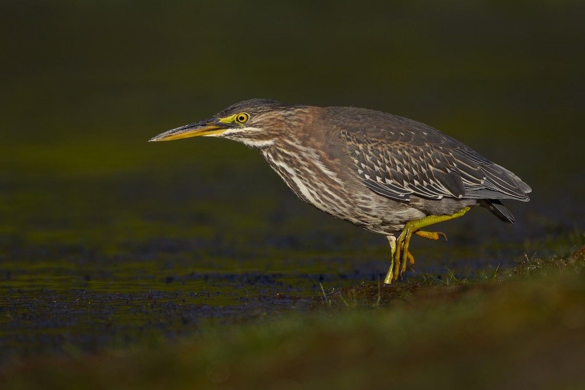 Green Heron - ML621111938