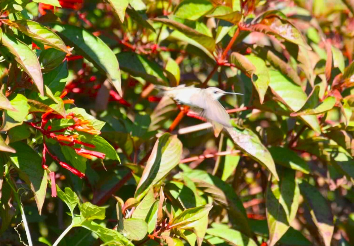 Rufous Hummingbird - ML621111958