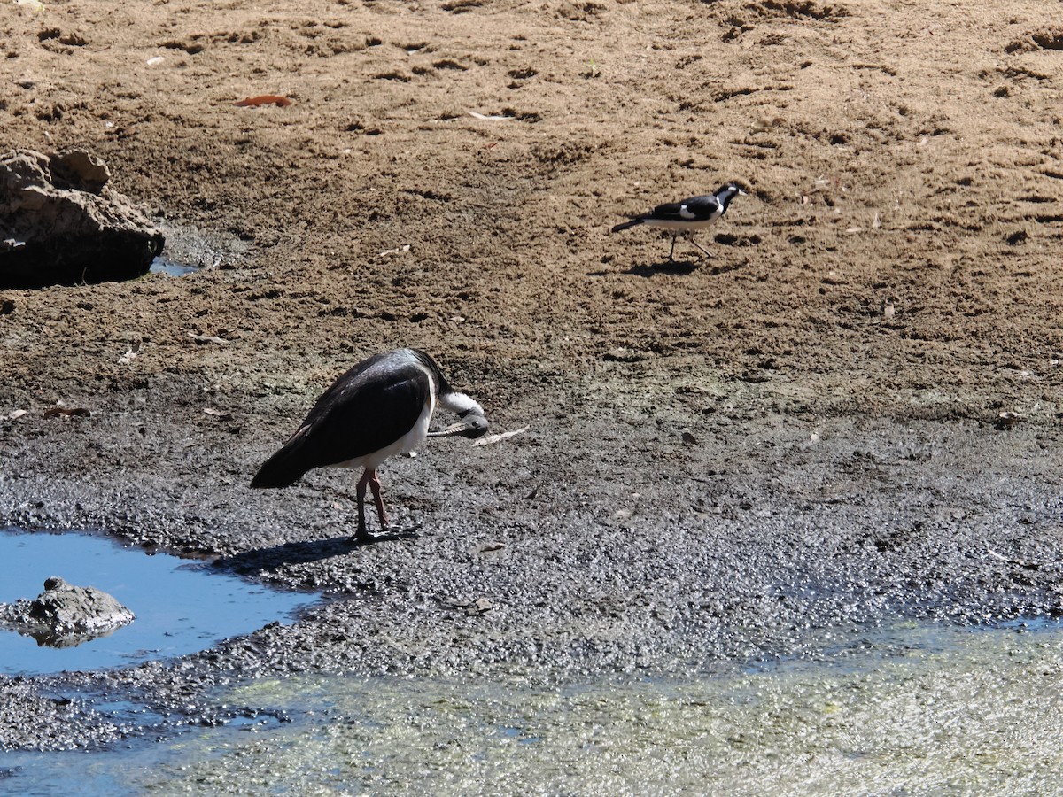 ibis slámokrký - ML621111982