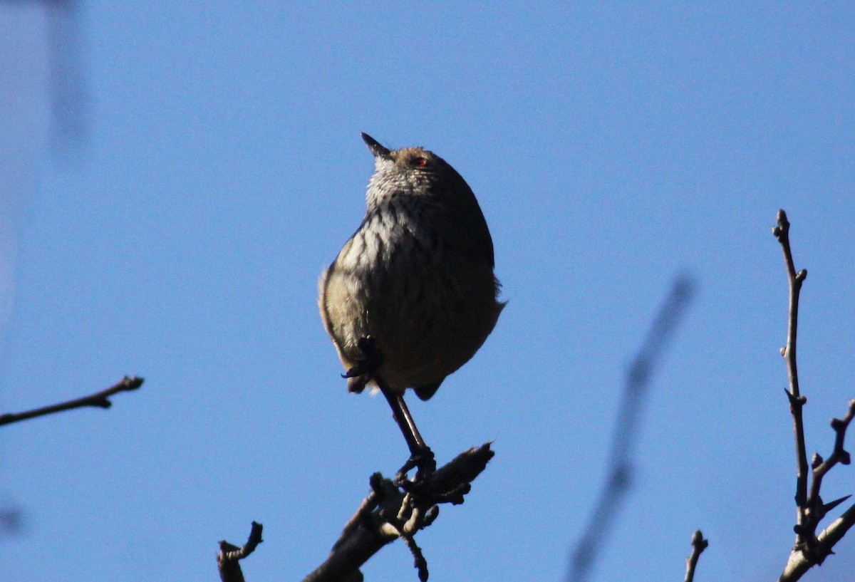 Brown Thornbill - ML62111201