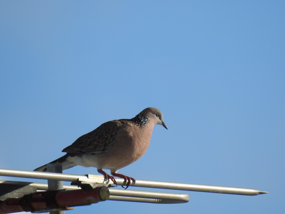 Spotted Dove - ML621112041