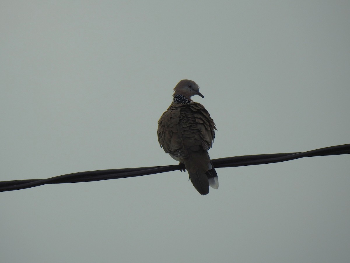 Spotted Dove - ML621112042