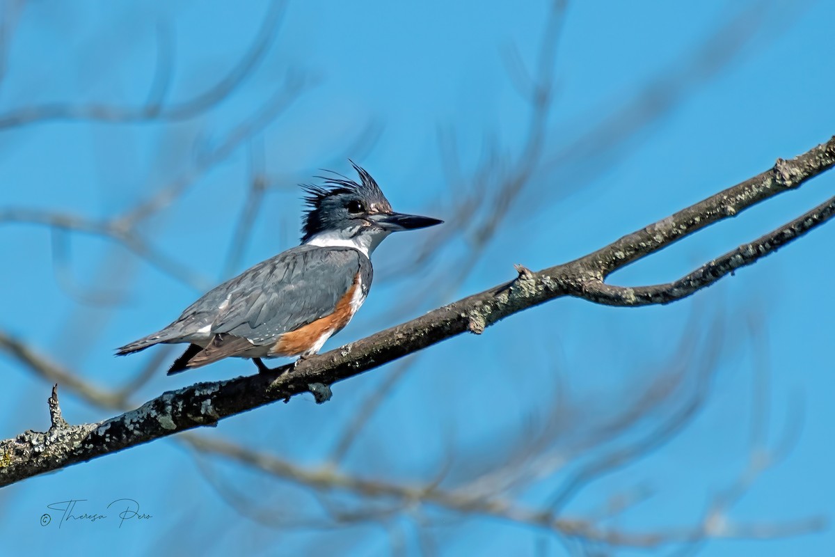 Belted Kingfisher - ML621112048