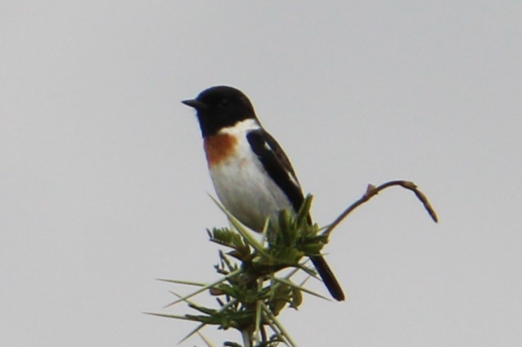African Stonechat - ML621112072