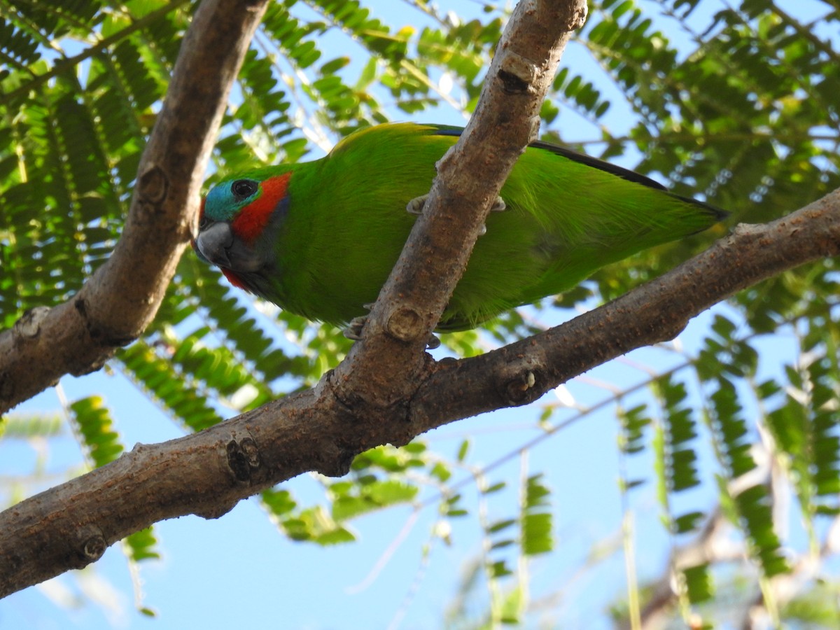 Double-eyed Fig-Parrot - ML621112075