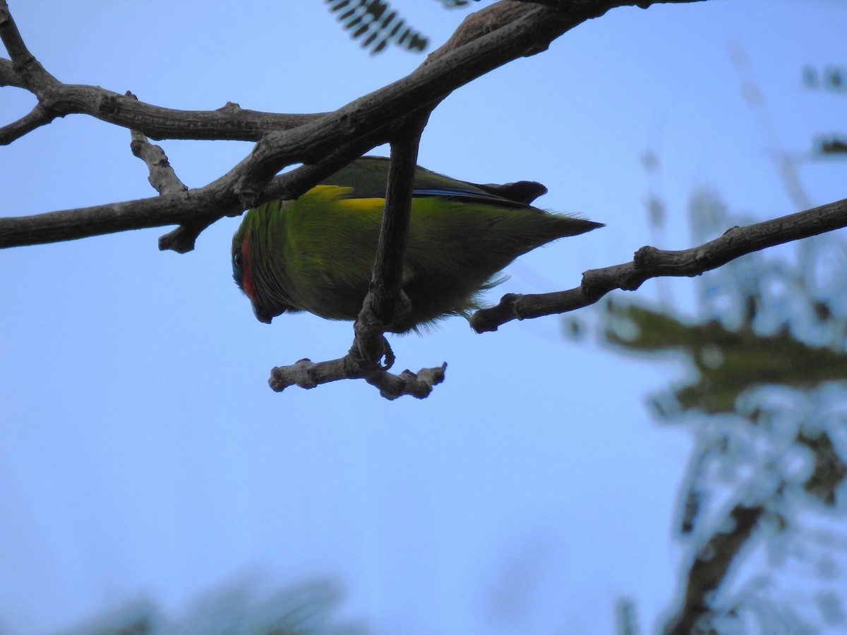Double-eyed Fig-Parrot - ML621112080
