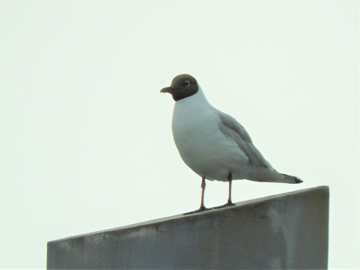 Mouette rieuse - ML621112101