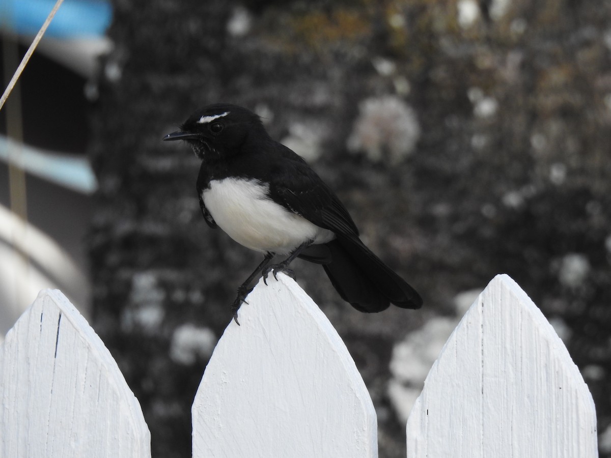 Willie-wagtail - ML621112116