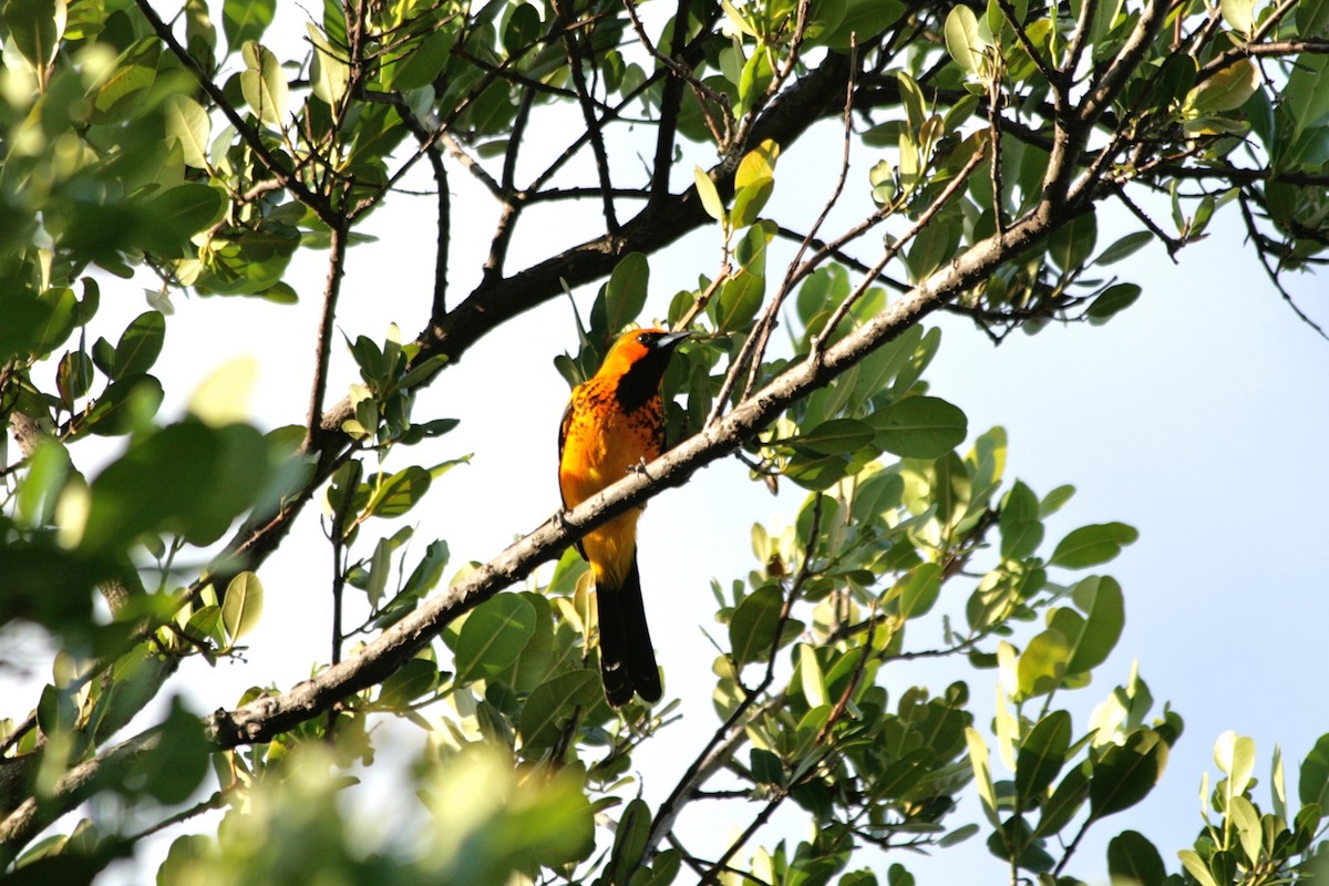 Spot-breasted Oriole - ML621112134