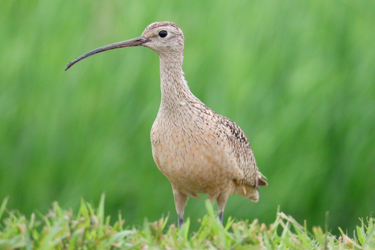 Long-billed Curlew - ML621112162