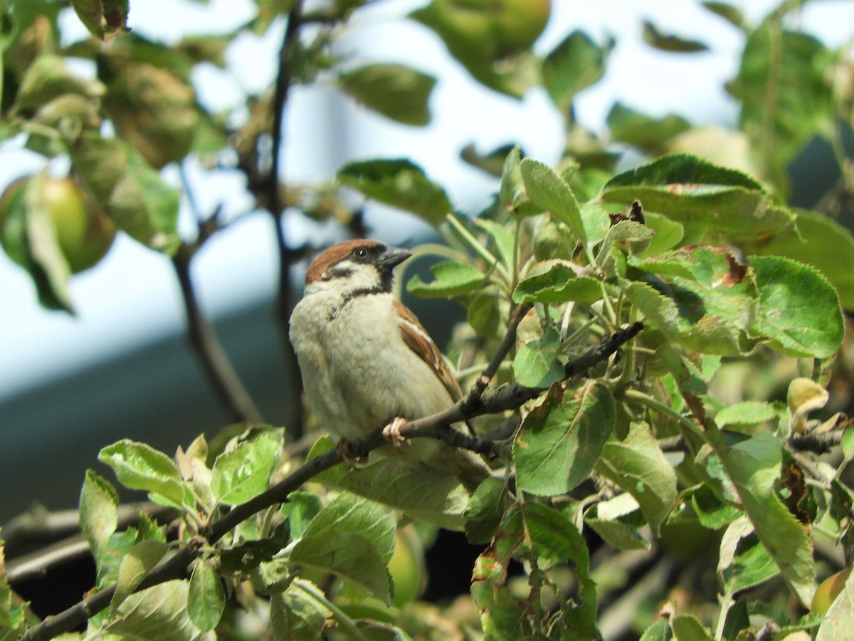 Eurasian Tree Sparrow - ML621112163