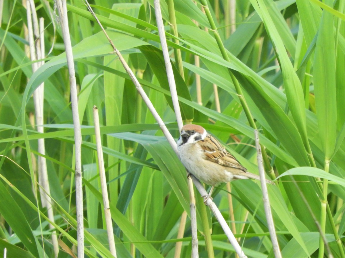 Eurasian Tree Sparrow - ML621112164