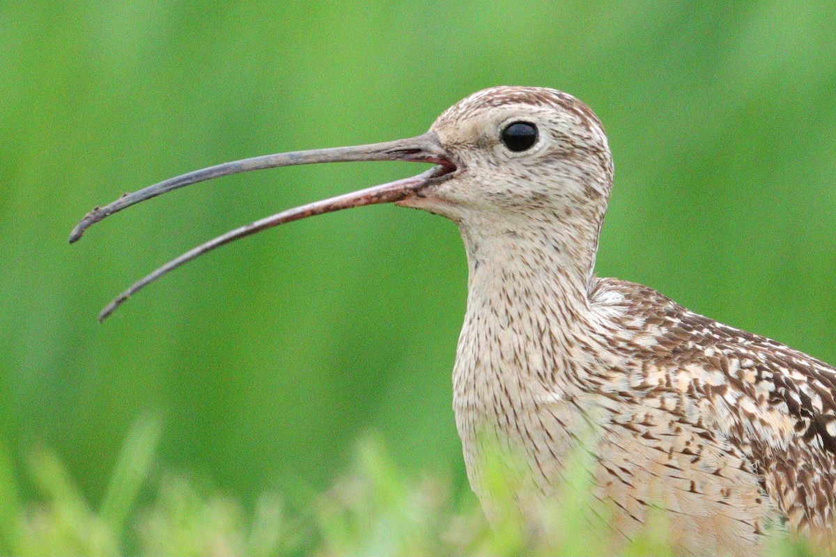 Long-billed Curlew - ML621112165