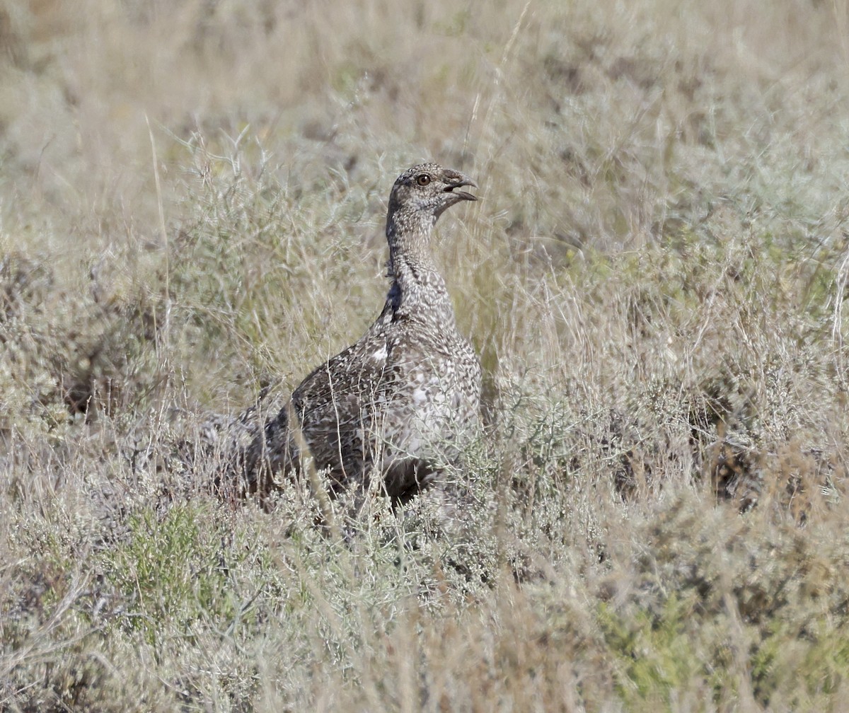 Greater Sage-Grouse - ML621112205