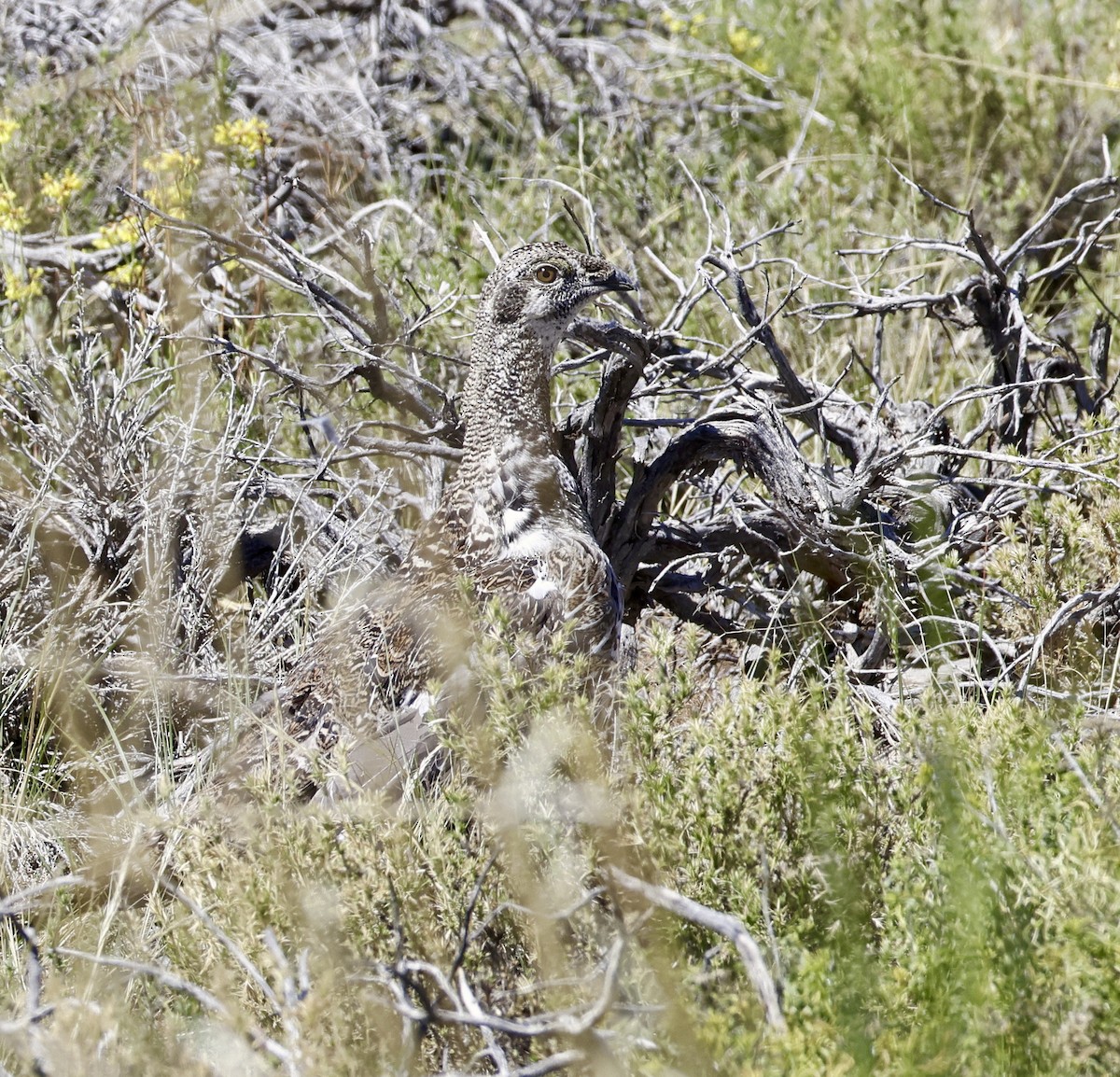 Greater Sage-Grouse - ML621112206