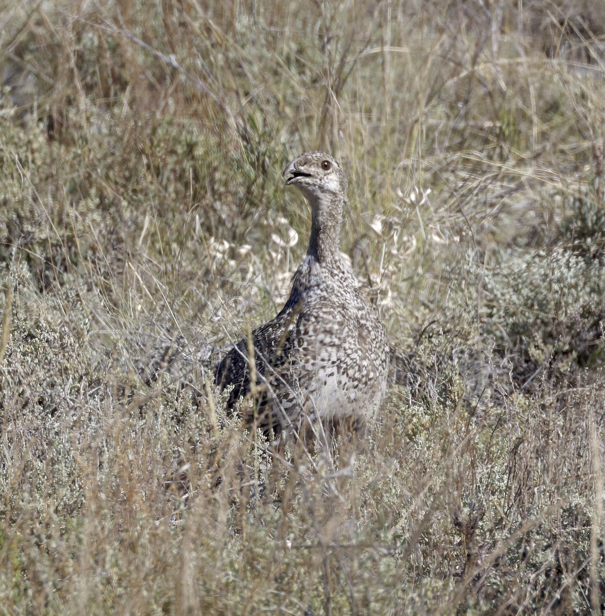 Greater Sage-Grouse - ML621112208