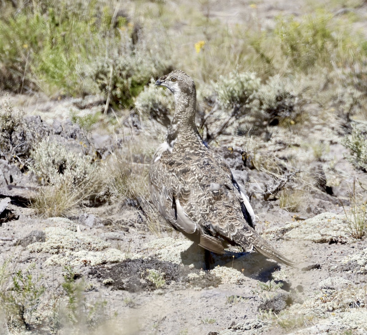 Greater Sage-Grouse - ML621112212