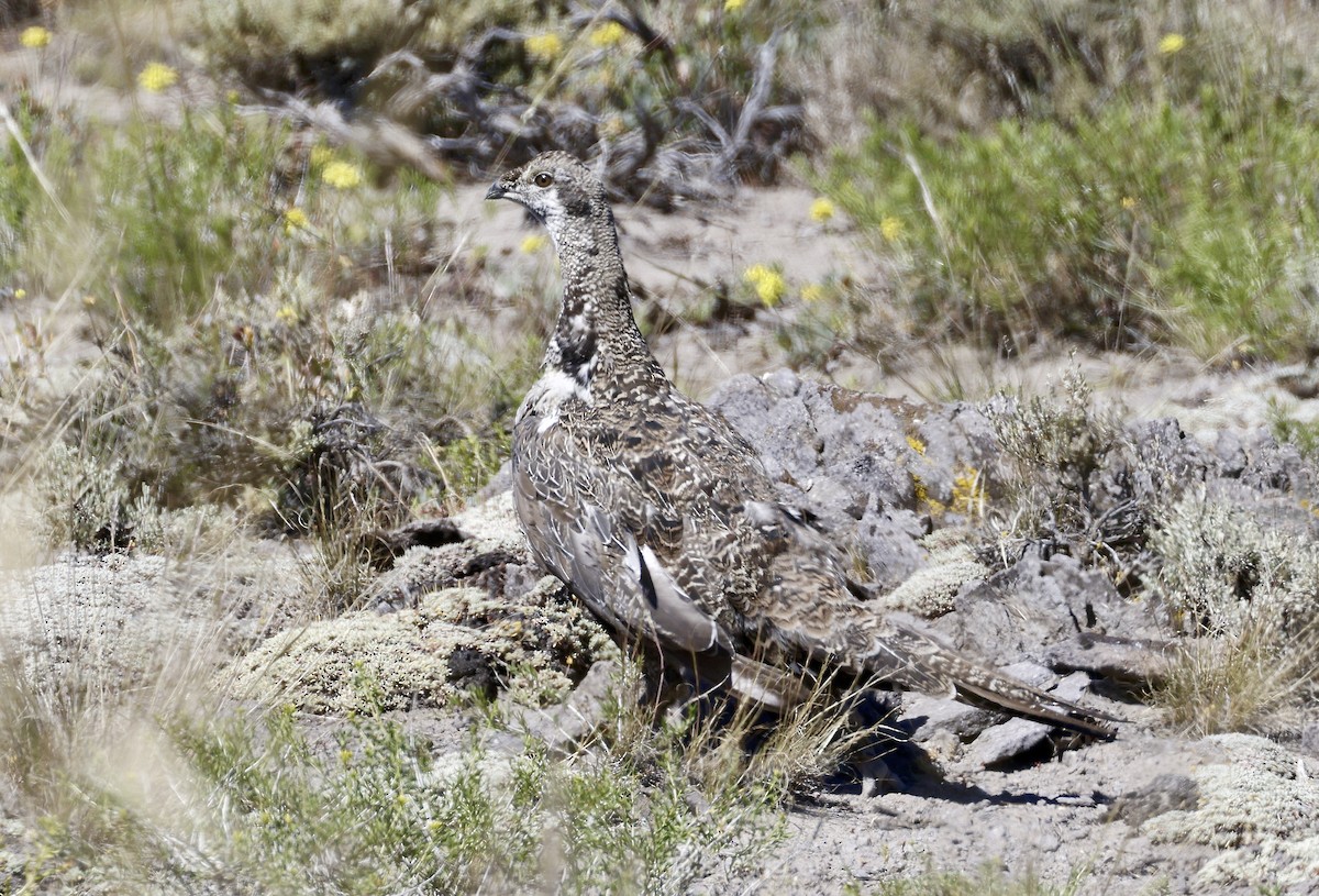 Greater Sage-Grouse - ML621112213
