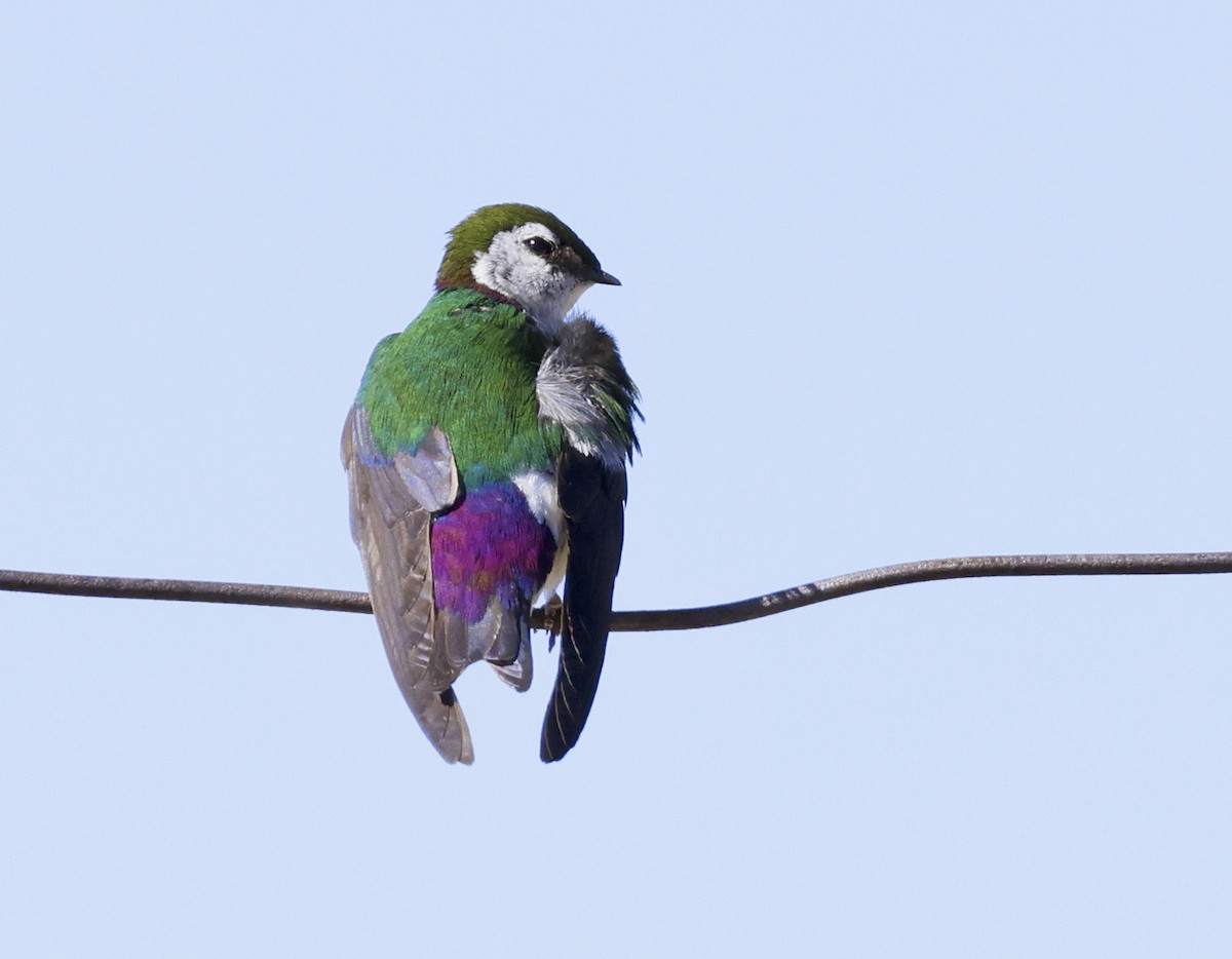 Violet-green Swallow - ML621112222
