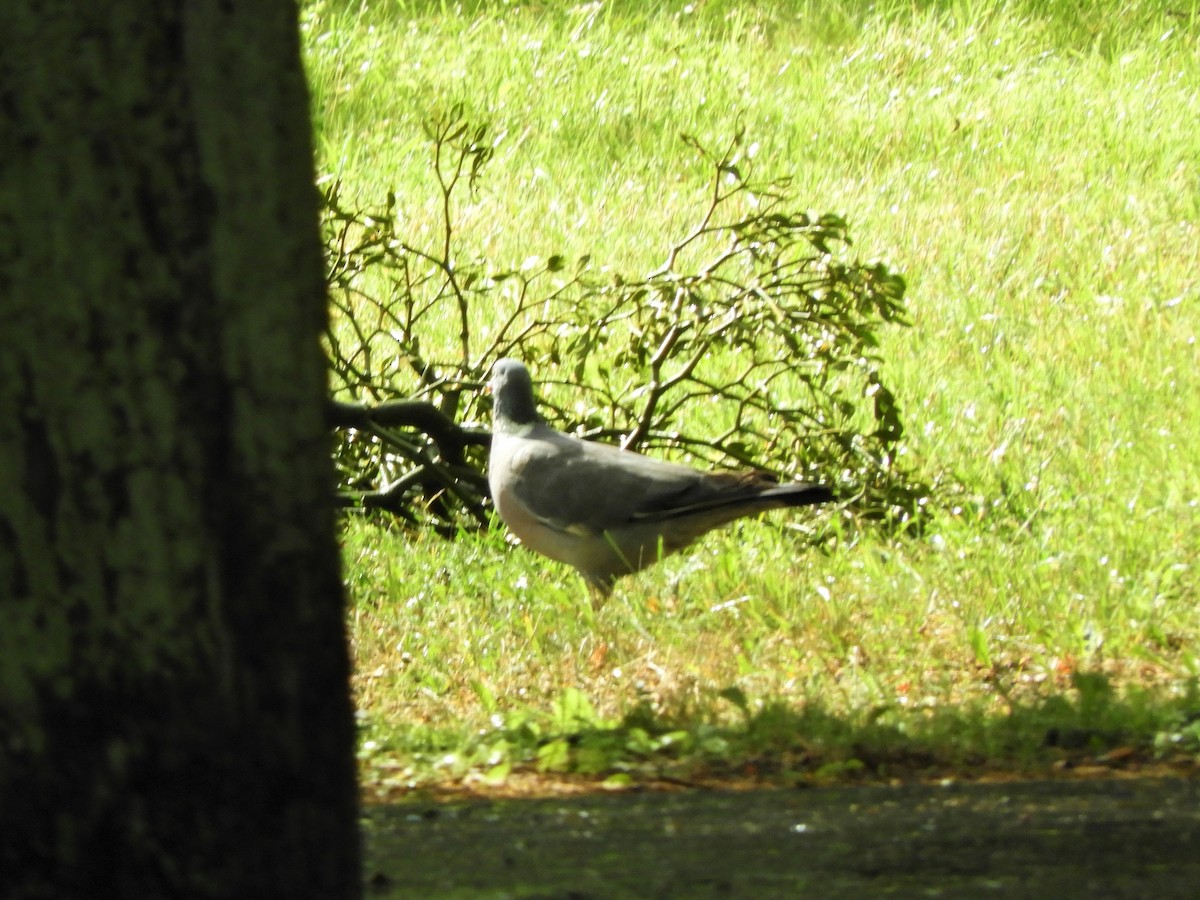 Common Wood-Pigeon - ML621112226