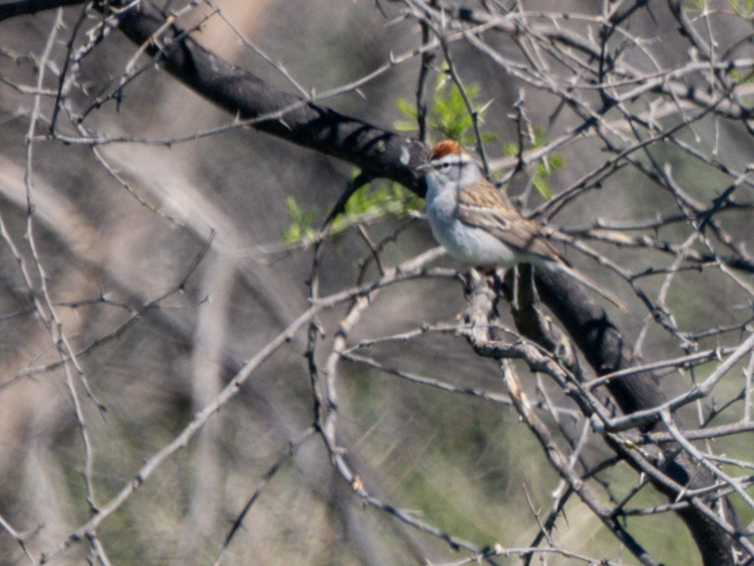 Chipping Sparrow - ML621112231