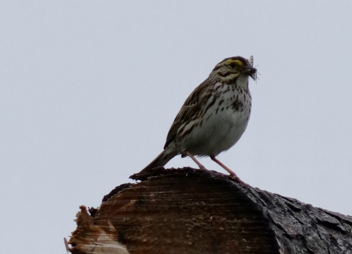 Savannah Sparrow - ML621112259