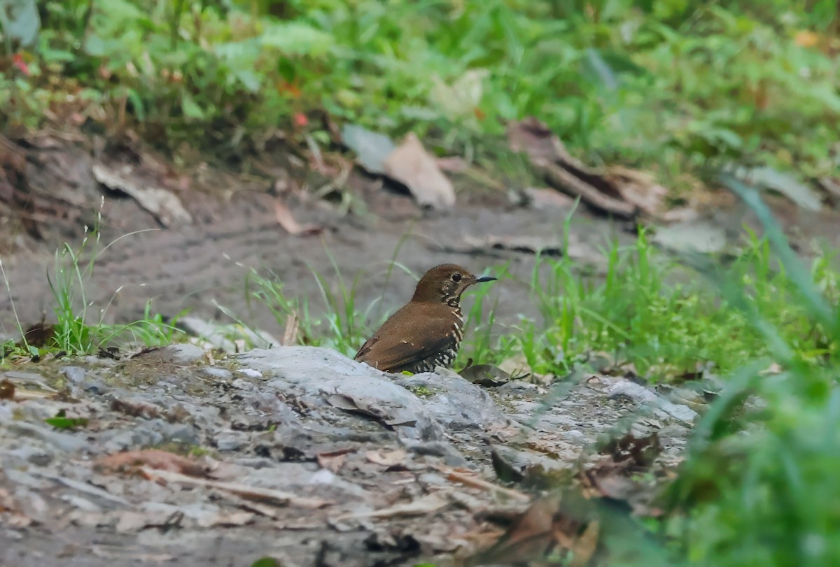 Himalayan Thrush - Peter Crosson