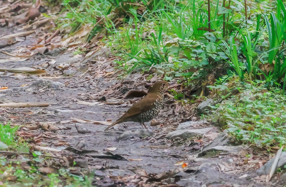 Himalayan Thrush - ML621112293