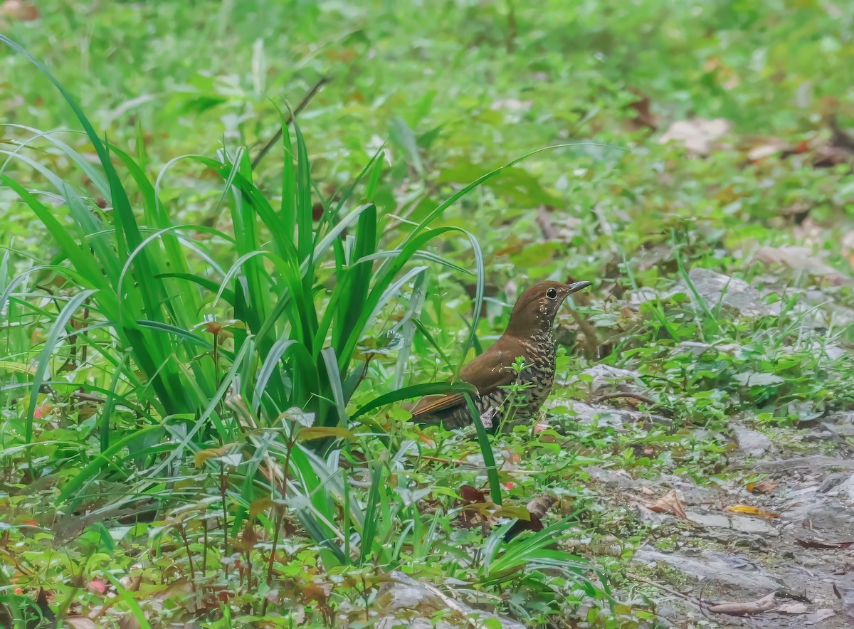 Himalayan Thrush - ML621112294