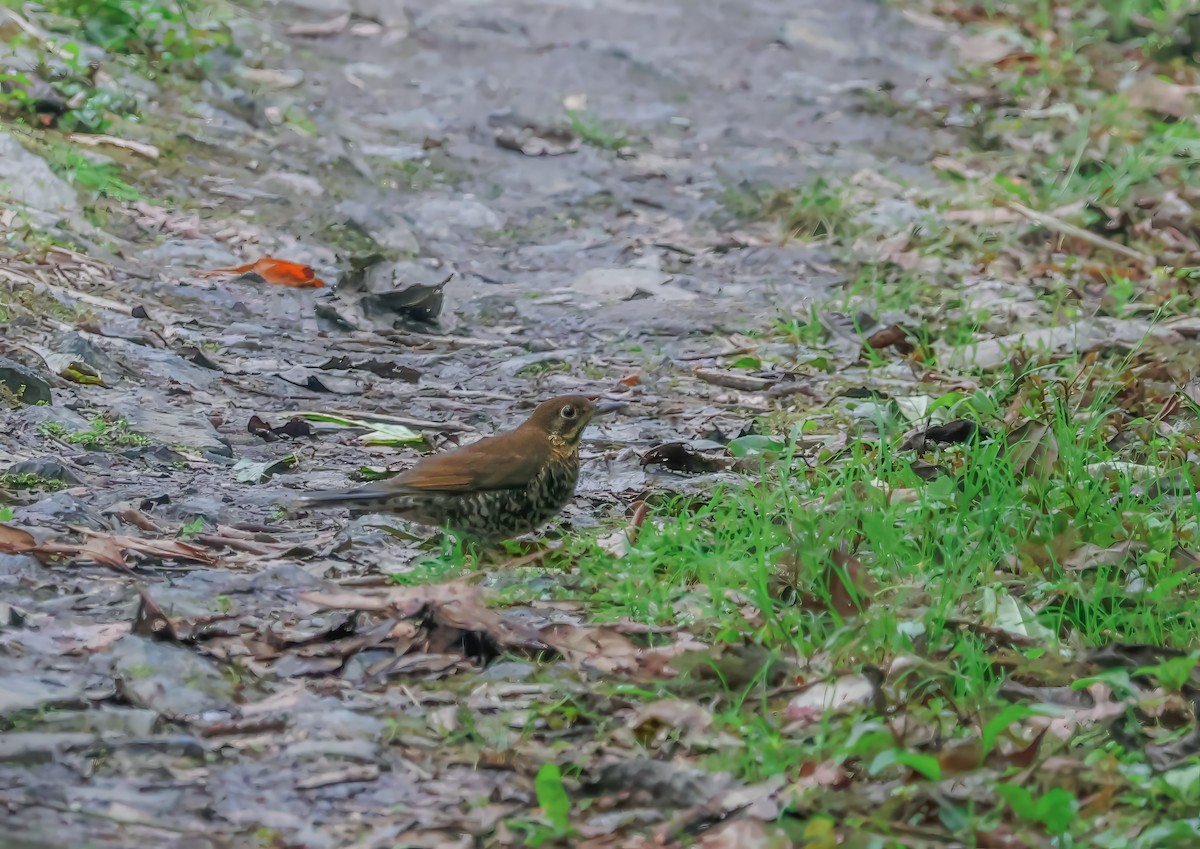 Himalayan Thrush - Peter Crosson