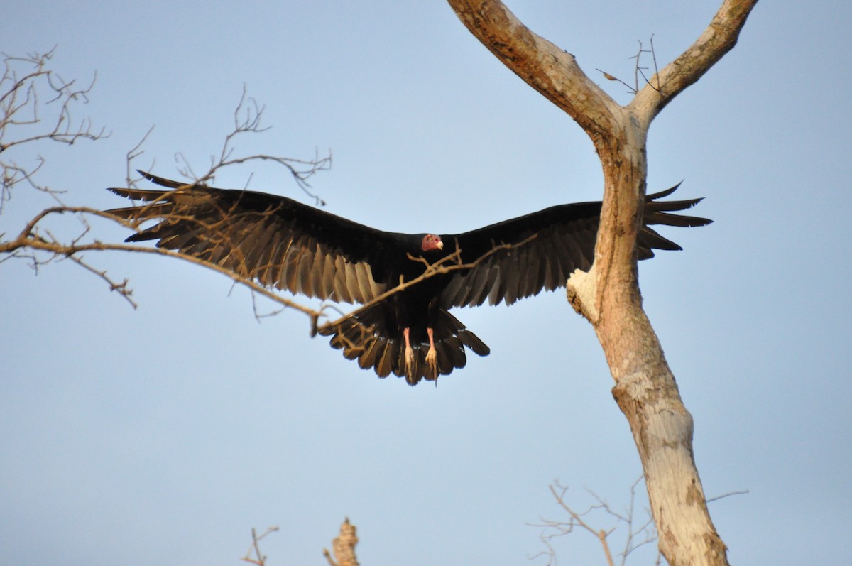 Turkey Vulture - ML621112298