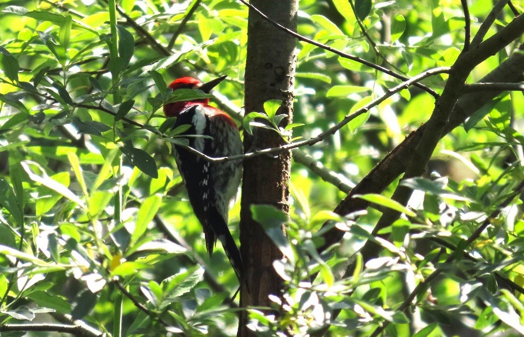 Red-breasted Sapsucker - ML621112299