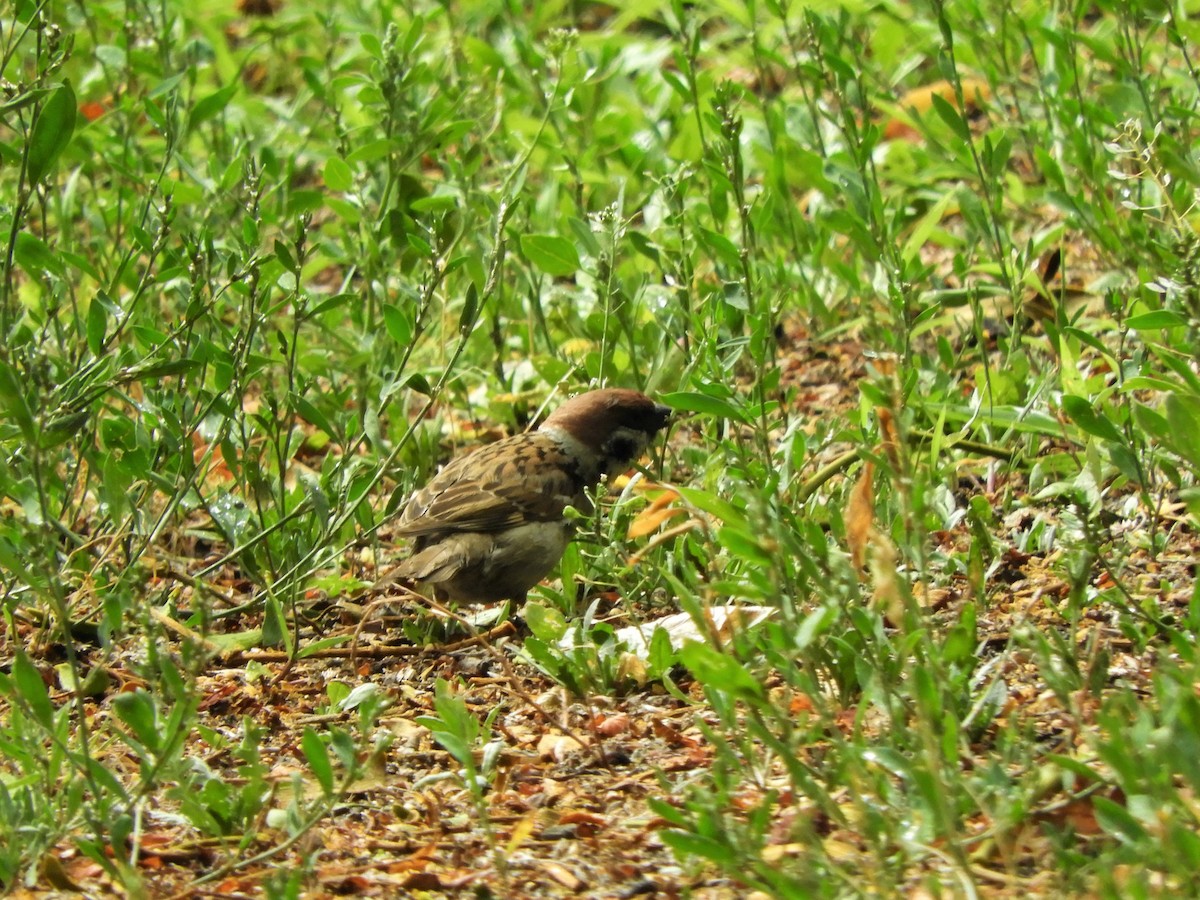 Eurasian Tree Sparrow - ML621112333