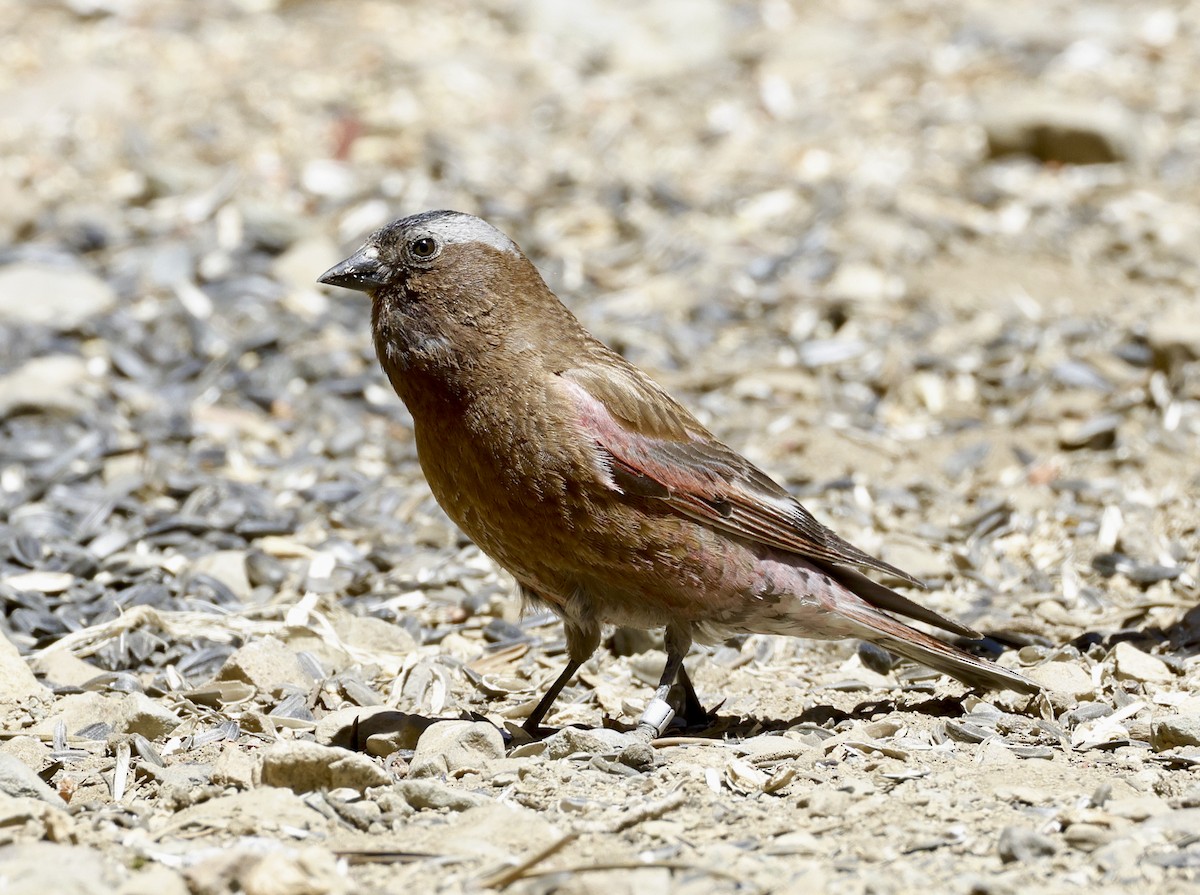 Gray-crowned Rosy-Finch - ML621112336