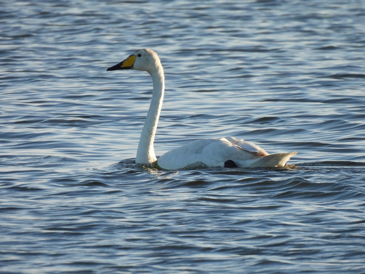 Whooper Swan - ML621112354