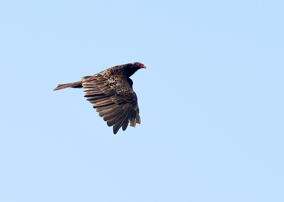 Turkey Vulture - ML621112358