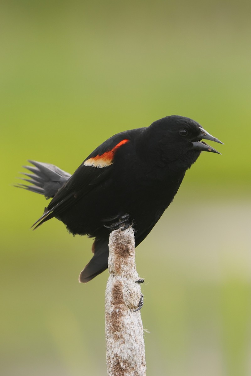 Red-winged Blackbird - ML621112359