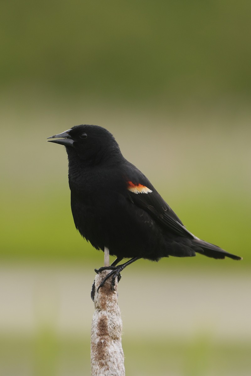 Red-winged Blackbird - ML621112369