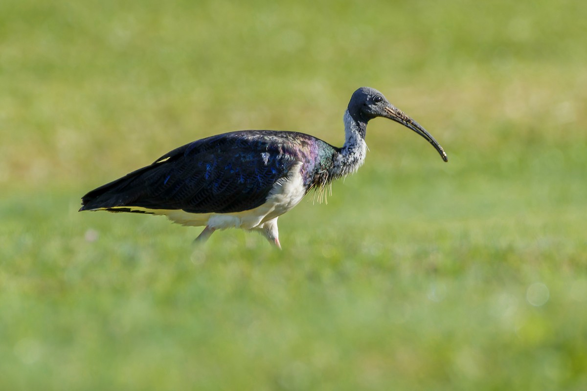 ibis slámokrký - ML621112393