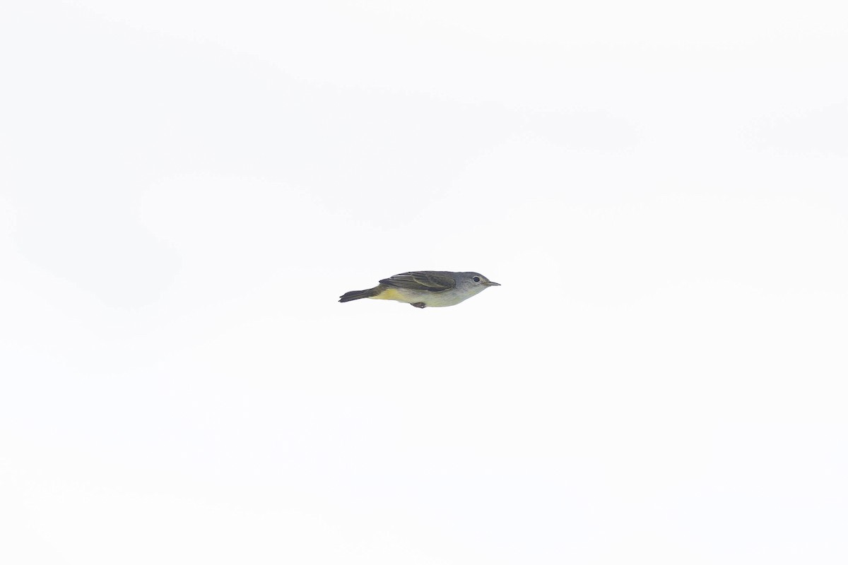 Yellow Warbler (Galapagos) - ML621112414