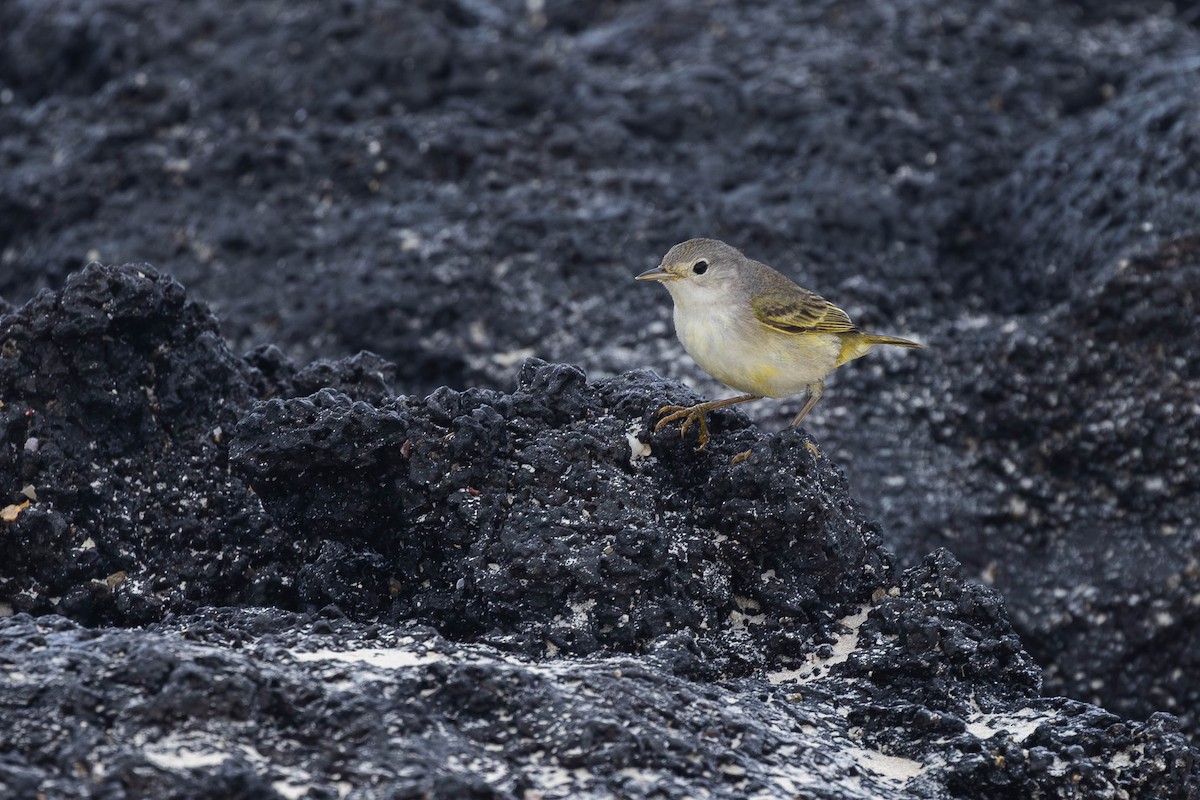 Yellow Warbler (Galapagos) - ML621112418