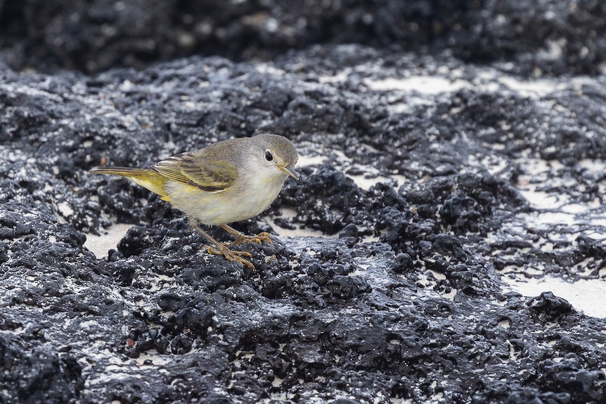 Yellow Warbler (Galapagos) - ML621112419
