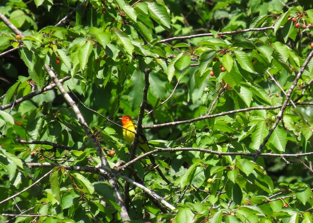 Western Tanager - ML621112424