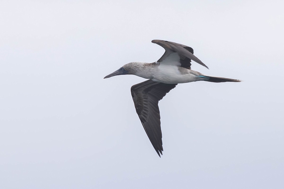 Blue-footed Booby - ML621112449