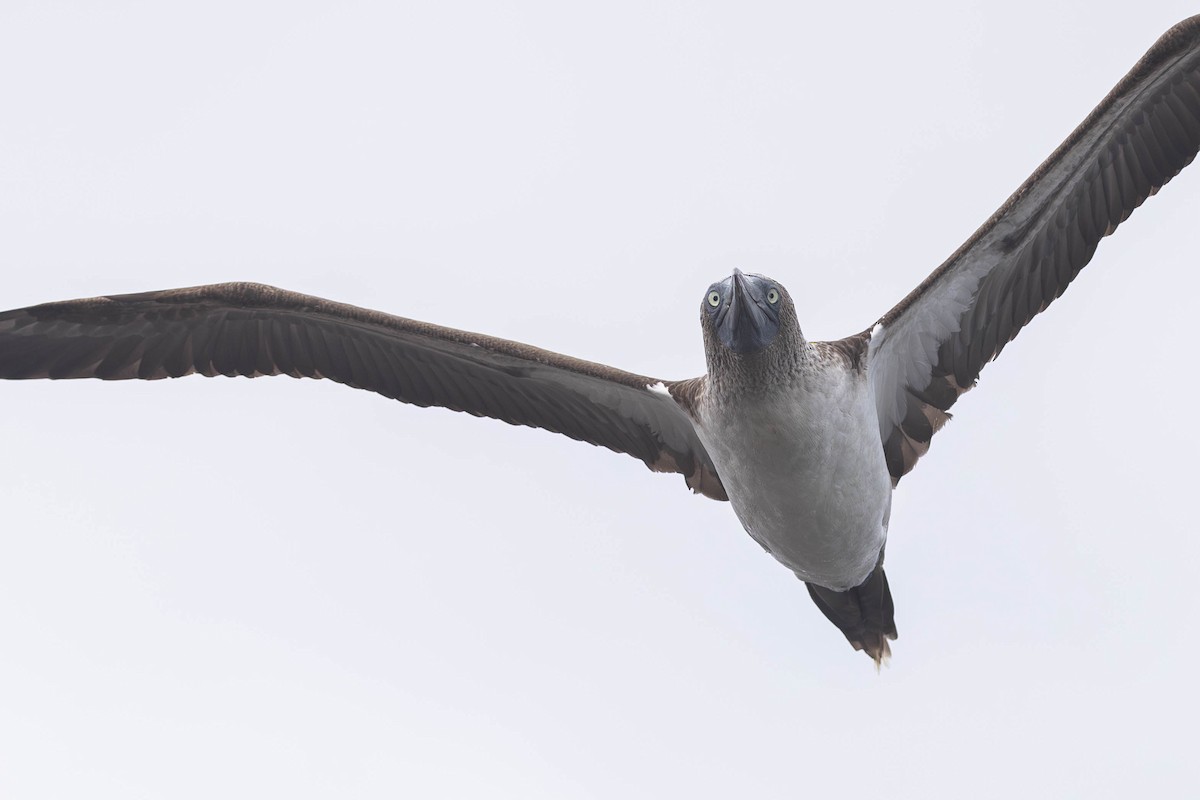 Blue-footed Booby - ML621112450