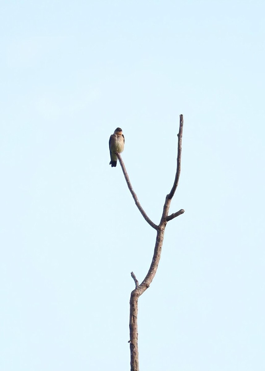 Southern Rough-winged Swallow - ML621112454