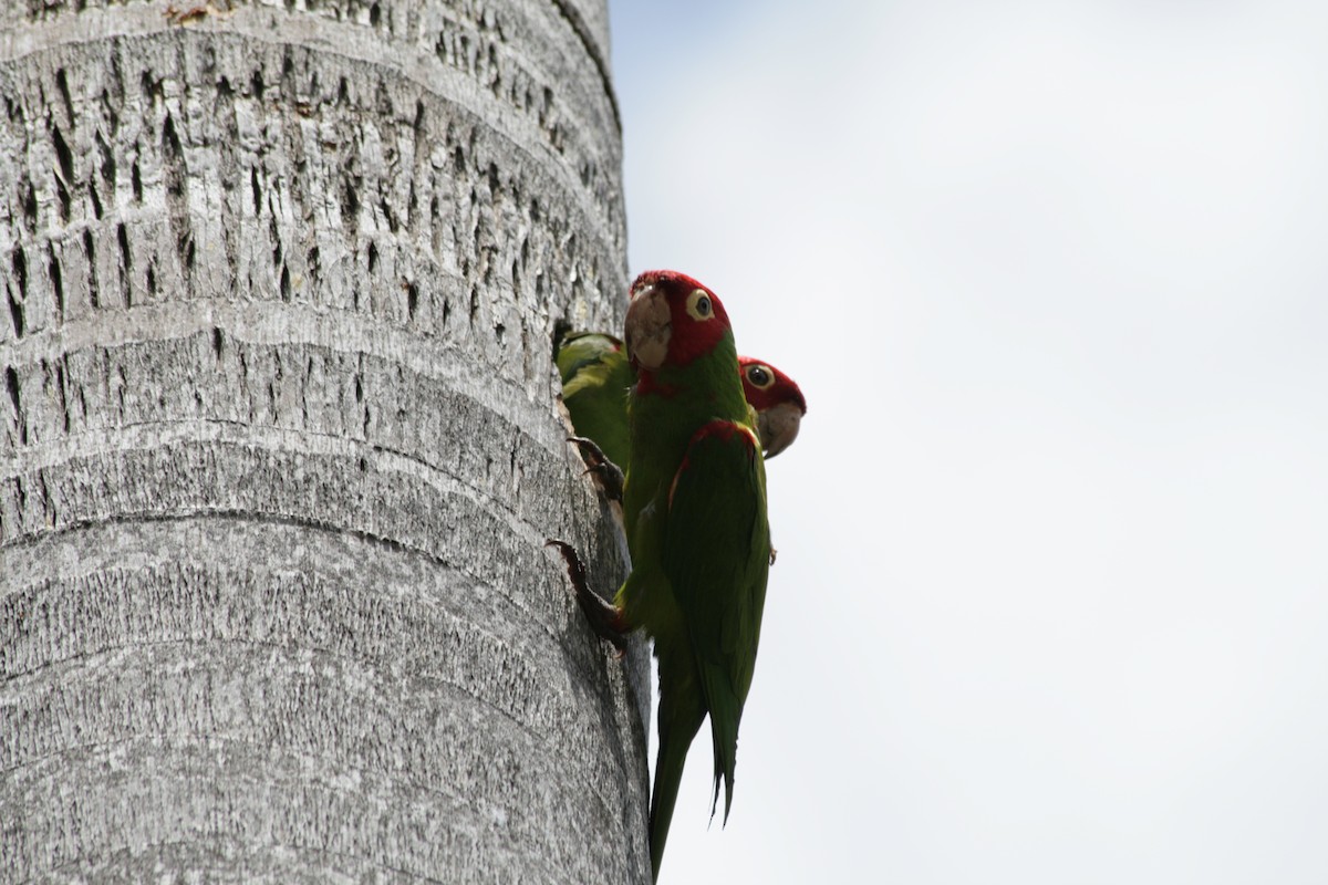 Guayaquil Papağanı - ML621112484